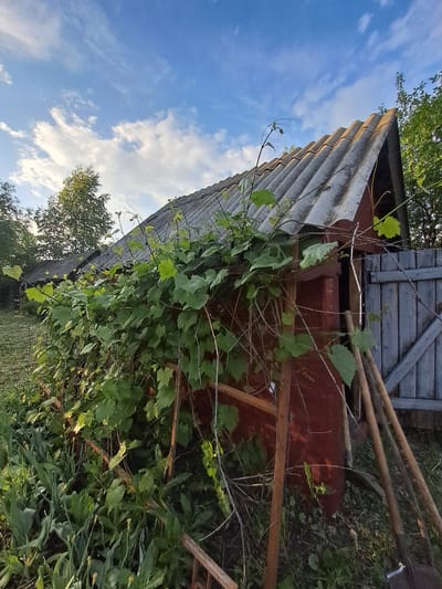 The image displays a rustic outdoor scene, likely a garden or allotment in a rural setting such as Polianki, Russia. The perspective is tilted, with a bright blue sky, adorned with scattered white clouds, occupying the left side of the frame (when viewed correctly, it would be the top).
A weathered shed or outbuilding dominates the scene, positioned diagonally across the shot. Its roof is made of grey, corrugated material, possibly asbestos or fiber cement. The side of the structure, visible below the roofline, is a reddish-brown color, potentially painted metal or wood, and is largely obscured by dense, vibrant green foliage, strongly resembling grapevines or similar climbing plants with tendrils and broad leaves.
Towards the upper right of the building, a section of a wooden structure, possibly a door or panel, made of faded grey planks, is visible. Several garden tools with wooden handles, appearing to be shovels or rakes, lean against the right side of the shed, partially hidden by the surrounding greenery. The ground level, to the right of the shed, is covered with green grass and various other plants. In the background, through the foliage and against the sky, the tops of trees can be seen.
The lighting indicates bright daylight, suggesting a clear day in the late morning or early afternoon. No people are visible, and there is no discernable text. The overall impression is one of an established, somewhat overgrown garden space.