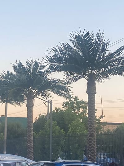The image shows two palm trees in what appears to be a street or parking lot. The trees are tall and slender with feathery fronds. In the background, there are buildings, trees, and utility poles with wires. A part of a blue vehicle is visible on the right side of the frame. The sky is clear and bright, suggesting it is daytime. The scene is possibly an urban or suburban environment. There is no visible text in the image.