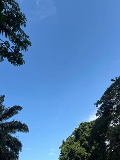A low-angle view of the sky in Kelapa Dua, Indonesia, with tree foliage bordering the frame. The sky is clear and blue, with faint cloud wisps in the lower left. Trees with dense, green leaves occupy the top right and bottom left corners. In the bottom right corner are palm fronds, while at the top left a street lamp can be seen amongst the tree branches.