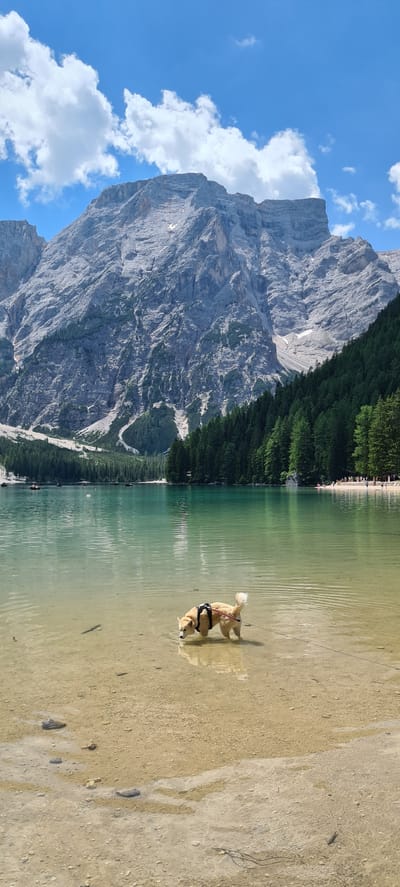 This is a vertical, eye-level, full shot of a golden retriever on a leash wading in a shallow, clear lake. The dog is facing left, with its head down as if sniffing or drinking. It wears a dark harness. The water is a pale green and reflects the sky. The lake bed is sandy and strewn with small pebbles. In the background, a dense, dark green forest lines the shore, beyond which are steep, gray, rocky mountains. The sky is bright blue with scattered white clouds. The sun appears high in the sky, suggesting it is midday. The scene is tranquil and appears to be a natural landscape, likely a mountain lake. There are no visible people in the immediate vicinity of the dog, though a distant, blurry line of what could be people is visible along the far shore. The image evokes a sense of peaceful outdoor recreation.