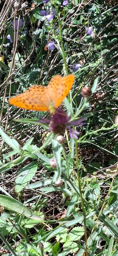A bright orange butterfly with black spots is perched on a purple thistle-like flower in a field of green grass and dry stalks. The butterfly's wings are spread open, revealing intricate patterns. The background is a blur of green foliage and brown dried vegetation, suggesting a natural outdoor environment. The lighting indicates a sunny day. The scene is located in Panga, Estonia.