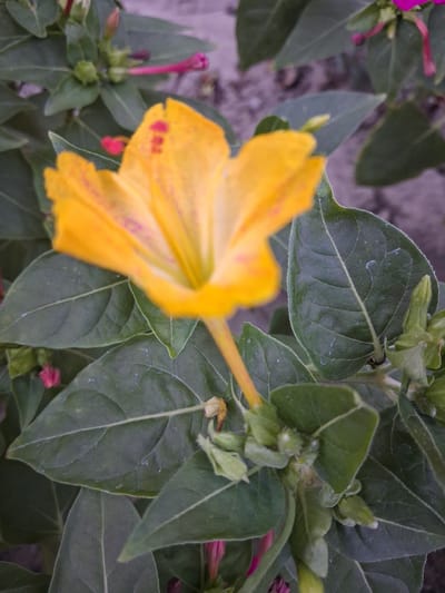 The image captures a close-up view of a yellow four o'clock flower with red speckles, located in the city of Bulungur, Uzbekistan. The flower's petals are unfurled, revealing its delicate structure, while its stem and green leaves form a lush backdrop. Several unopened buds in various stages of development are also visible, hinting at future blooms. The ground, partially visible in the background, appears to be a muted, grayish surface. The scene suggests a moment of natural beauty within an outdoor setting in Bulungur.