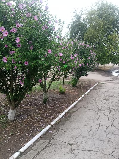 A row of flowering bushes with pink blossoms and green leaves are visible along a cracked asphalt pathway. The bushes are of varying heights and appear to be planted along the edge of the pathway, which is bordered by a white curb. Fallen leaves are scattered on the ground beneath the bushes. In the background, several large trees with dense green foliage are present, along with a few patches of water on the ground. The sky is overcast, and the overall lighting suggests a cloudy day. The scene is likely an outdoor urban or suburban setting in Krasnoe, Moldova. No people are present in the image.
