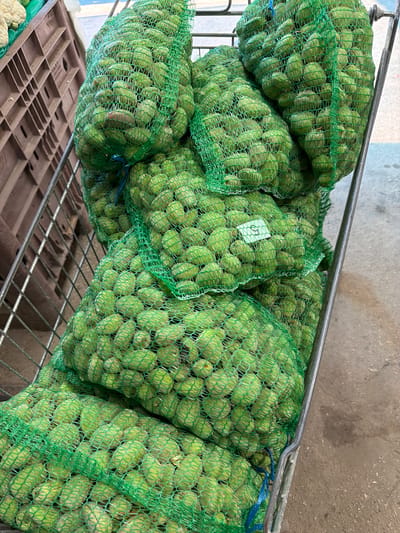 In Kadima-Zoran, Israel, a metal cart is filled with large green mesh bags packed with small, round, green produce, likely olives. The bags are stacked and secured with blue ties. In the background, a brown plastic crate is visible, and a white cauliflower is partially seen at the top left. The ground is a rough concrete surface. The lighting suggests it is daytime. There are no people visible in the image.