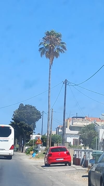The image depicts a street scene in what appears to be a Mediterranean coastal town, likely in Greece given the script on the license plate of the red car. A tall, mature palm tree dominates the center of the frame, its fronds reaching towards a clear blue sky. To the left, a white bus is parked or driving along the road. A bright red hatchback car is positioned on the right side of the road, facing away from the viewer. Further in the background, several buildings with terracotta roofs are visible, suggesting a residential or commercial area. Power lines and utility poles are strung across the upper portion of the image. A pedestrian crossing sign with a warning triangle is visible near the red car. The overall impression is a sunny day in a town with typical infrastructure.