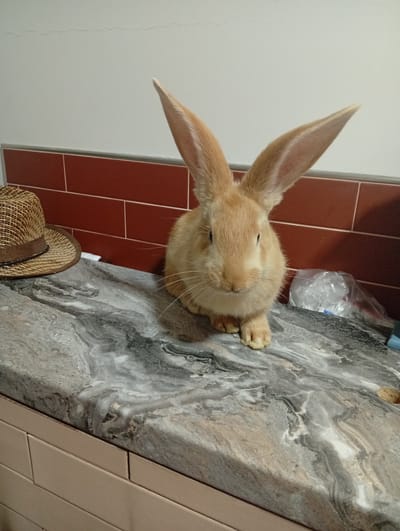 A light brown rabbit with very large ears sits on a marble countertop in what appears to be a kitchen or bathroom in Buțeni, Moldova. To the left of the rabbit is a straw hat. Behind the rabbit is a wall with dark red tiles. A clear plastic bag is visible to the right of the rabbit. The countertop has a swirled gray and white pattern.