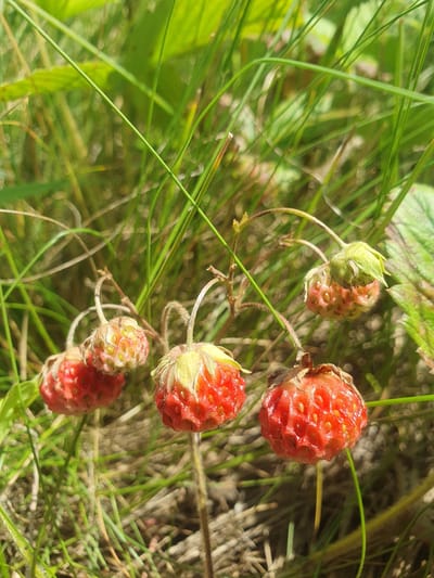 This is a close-up, eye-level, outdoor photograph of several wild strawberries growing in a grassy area. The strawberries are small and red, with visible seeds. They are attached to thin stems, some of which are curved. The surrounding environment consists of green grass and some dry foliage. The lighting suggests a sunny day. The location is identified as Smorodinka, Russia. There are no people or animals visible in the image.