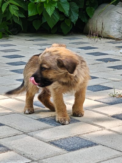 A medium shot captures a fluffy, light brown puppy with a black nose and floppy ears, standing on a patterned stone walkway. The puppy is looking to its right, with its tongue out, as if licking its nose. Its tail is held high and curved, and its fur appears slightly damp or ruffled. Behind the puppy, a lush green bush provides a dark, leafy backdrop, contrasting with a large, light-colored rock and dried grass on the right. The ground consists of interlocking grey and dark grey rectangular stones. The lighting suggests it is daytime, with shadows cast on the walkway. The scene appears to be in an outdoor, possibly garden or yard setting. The location is not specified within the image itself, so a precise location in Căușeni, Moldova, cannot be determined from the visual information provided.