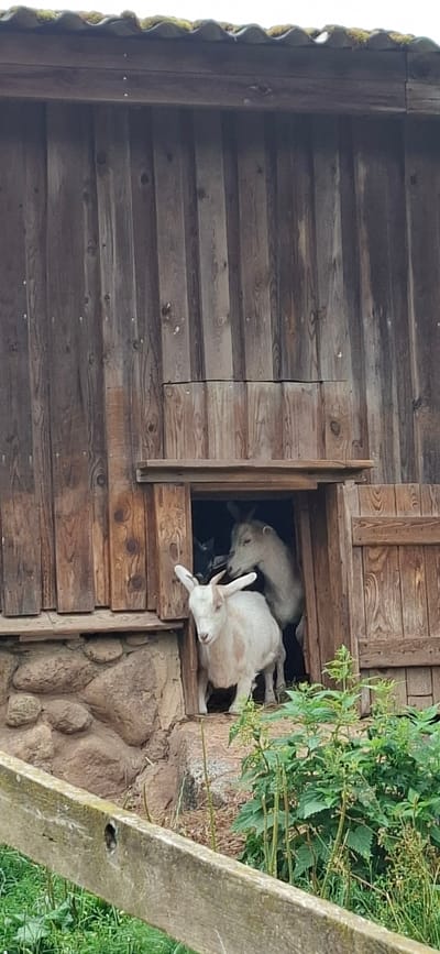 The image shows a rustic wooden structure, likely a barn, with an open doorway. Inside, two goats are visible. One goat, primarily white with some light brown markings on its head, is standing in the foreground of the doorway, looking towards the viewer. Its ears are pointed upwards. Behind it, partially obscured, is a second, larger goat, also light in color. The structure's walls are made of vertical wooden planks, and the roof appears to be corrugated. The ground in front of the structure is covered in dry straw and some green plants. A wooden fence runs along the bottom of the image, with green grass and vegetation visible beyond it. The scene suggests a rural or farm setting. The specific location in the city of Kaja, Estonia, is not discernible from the image itself.