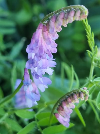 This media file is a close-up, macro photograph of a delicate flowering plant. The main subjects are two inflorescences, or flower clusters, displaying a gradient of soft purples and pinks. The flowers are small and pea-like in shape, with petals that are unfurling and beginning to bloom. One inflorescence is curved gracefully, with the unopened buds at the top transitioning into fully open flowers at the bottom. The second inflorescence is positioned higher and to the right, appearing more compact and still largely in the bud stage.

The setting is outdoors, with lush green foliage forming a soft, blurred background. The green hues suggest a natural environment, possibly a meadow, garden, or roadside, consistent with the provided location context of Žygaičiai, Lithuania. The lighting appears to be natural daylight, possibly soft, diffused light, as there are no harsh shadows. The overall impression is one of natural beauty and delicate growth. There is no visible text in the image. The photograph captures a moment of natural blossoming, conveying a sense of tranquility and the subtle beauty of wildflowers.