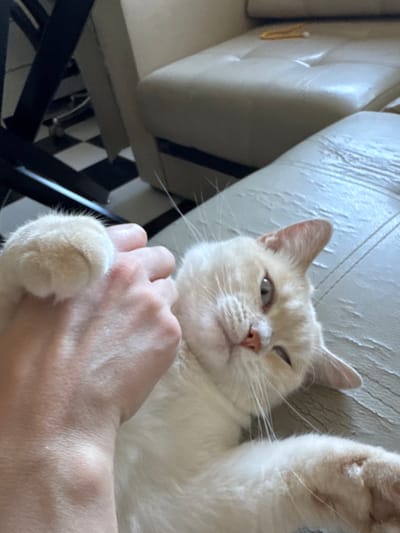 A light-colored cat is being petted by a human hand on a light-colored sofa. The cat's paw is resting on the hand. The cat is looking at the camera with one eye closed. The background shows a checkered floor and a dark furniture leg. There is no information about the location in the city of Боголюбово, Russia.
