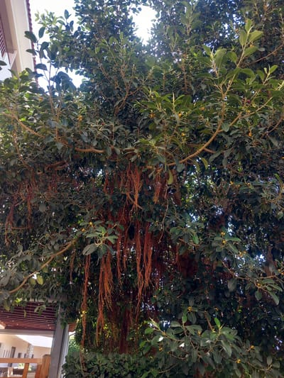 The image shows a close-up view of the canopy of a large tree with dark green leaves and thin, hanging aerial roots. Some small, yellow fruits are visible amongst the foliage. In the background, to the left, a portion of a building with white walls and a brown, slatted awning is visible. The lighting suggests it is daytime. This scene is consistent with the outdoor environment of Kos, Greece, where such trees and buildings are common.