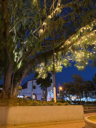 The image captures an urban outdoor scene at dusk or night in Pitalito, Colombia. A large, mature tree with a dense canopy dominates the left and upper portions of the frame. Its branches are heavily draped with epiphytic vegetation, and multiple strands of warm-toned string lights are interwoven throughout, illuminating the foliage. In the mid-ground, a white architectural structure resembling a church is visible, featuring a red-tiled roof, an arched entrance, and a circular window above it. A slender white utility pole ascends vertically through the right side of the main tree's branches. The immediate foreground consists of a concrete retaining wall or planter topped with low-lying green foliage. A brick-patterned paved surface is visible in the lower right. Distant streetlights and building lights suggest a commercial area in the background to the right of the church. The sky is a deep twilight blue. No discernible individuals are present in the visible areas.