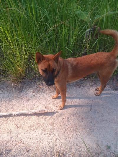 A medium-sized, red-brown dog stands on a dirt path with tall green grass to the side. The dog has a dark muzzle and wears a black collar. A bundle of dry sticks lies on the path near the dog's front paws. The scene appears to be outdoors in a natural setting in Ban Tai, Thailand.