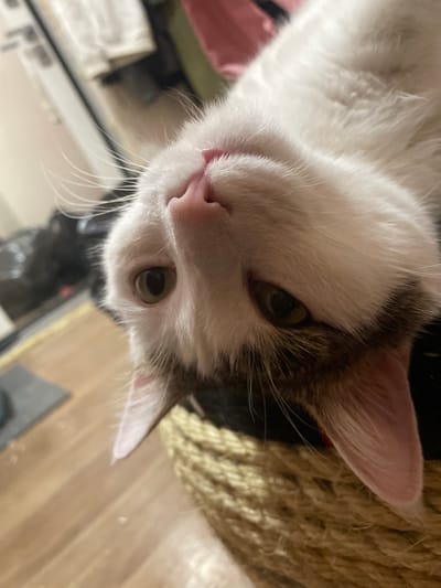 A close-up, slightly angled photograph captures a white and tabby cat. The cat is resting its head on a textured, coiled rope surface, possibly a scratching post. The cat has a pink nose and eyes that are partially open. The background includes a wooden floor and a black object. The image does not provide any specific details related to the city of Usol'e, Russia.