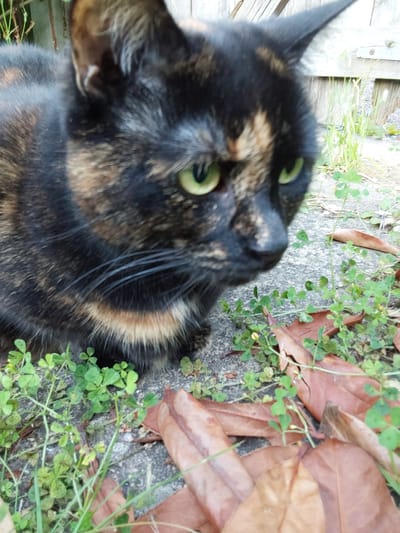 A tortoiseshell cat with green eyes is crouched on a concrete surface surrounded by small green plants and brown fallen leaves. The cat's fur has patches of black, brown, and tan. In the background, a wooden fence and some green foliage are visible. The scene appears to be outdoors in a garden or yard. The location of Canterbury, United Kingdom, is not indicated in the image.