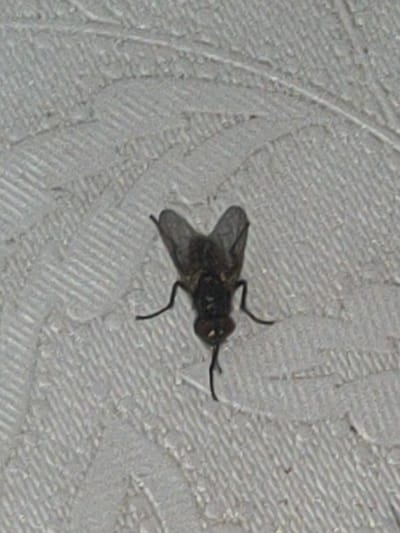 A close-up, overhead shot shows a dark-colored fly with its wings spread, resting on a textured, light-colored surface. The surface appears to be a fabric or wallpaper with a raised, linear pattern. The fly's body is segmented, with visible legs and antennae. The background is out of focus, but the texture of the surface is clearly defined. The image does not provide any information or context related to Ternovka, Moldova.