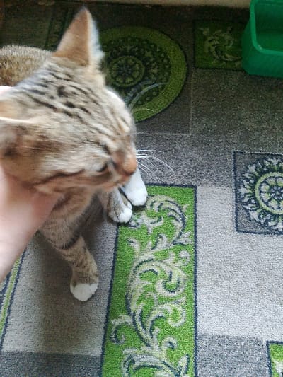 A close-up, overhead shot shows a tabby cat's head and paw being held by a person's hand. The cat's fur is striped in shades of brown and black, with white paws. The cat's eyes are not visible, and its head is turned to the side. The hand, which is lightly tanned, is holding the cat's head from underneath. The background is a carpet with a green and gray geometric pattern. In the upper right corner, a green plastic object is partially visible, possibly a pet accessory. The image appears to be taken indoors, on a floor. The location of Изыхские Копи, Russia is not evident from the image.