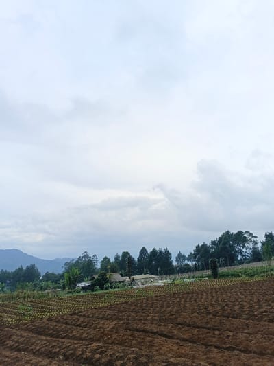 The image displays a wide agricultural landscape under an overcast sky, identified as being in São Félix do Xingu, Brazil. The upper two-thirds of the frame are dominated by a pale, cloudy sky, with some darker cloud formations visible towards the right horizon. The foreground features cultivated land with dark brown soil arranged in parallel furrows. The left portion of this field contains numerous rows of small, uniformly spaced green seedlings, indicative of young crops. The right portion of the foreground consists primarily of bare, tilled earth.
Midground elements include a varied treeline composed of dark green coniferous and broadleaf trees stretching horizontally across the scene. Partially obscured by these trees and situated behind the cultivated fields are several structures. One structure on the left has a dark roof. Towards the center-right, a larger, lighter-roofed structure, possibly a building or a greenhouse, is visible amidst further agricultural development, including trellises or smaller plants. In the distant background, hazy, dark green mountains or hills recede, blending into the atmospheric conditions. No individuals, direct actions, or interactions are visible within the scene, which depicts an active but uninhabited agricultural setting.