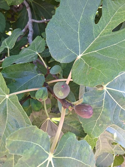 The image shows a close-up view of a fig tree in Granja De Rocamora, Spain. Several green figs are visible, some with hints of purple, nestled amongst large, lobed green leaves. A textured brown branch runs through the center of the frame. The lighting suggests it is daytime, with sunlight filtering through the leaves, creating subtle highlights and shadows. The scene is entirely natural, with no humans or man-made objects other than the tree itself.