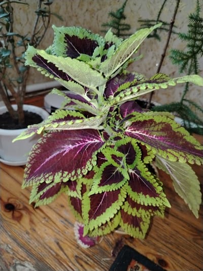 The image shows a potted coleus plant with vibrant, multi-colored leaves, primarily in shades of deep burgundy, lime green, and lighter green. The plant is positioned on a wooden surface, likely a table or floor, with a visible wood grain pattern. In the background, there are glimpses of other potted plants, including what appears to be a jade plant with thicker stems and leaves, and a Christmas tree or similar coniferous plant with fine needles. A light-colored wall with a textured pattern serves as the backdrop. The lighting suggests an indoor setting, possibly during the day, as there are no strong shadows indicating direct sunlight. The overall scene is a still life composition focusing on the ornamental plant. There is no text visible in the image. The location context is Рудзенск, Belarus.
