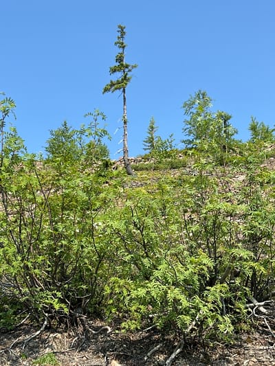 The image depicts a rocky, treed hillside under a clear blue sky. In the foreground, dense green shrubbery dominates, with visible gnarled branches and leaves. Behind the shrubs, the hillside is covered in rocks and smaller vegetation. A thin, tall evergreen tree stands prominently in the middle ground, its trunk dark and its branches sparse at the top. Further back, other evergreen trees and shrubs dot the landscape. The scene appears to be a natural, undeveloped area, possibly on the outskirts of Talnakh, Russia, a city known for its mining industry and surrounding tundra landscape. There are no people or visible signs of human activity beyond the implied presence of the city.