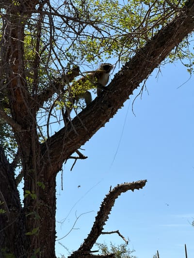 A monkey is perched on a thick, gnarled tree branch. The tree, with its rough bark and scattered thorns, is partially covered with leaves. The background is a clear, light blue sky, suggesting daylight. The scene appears to be located in Muitua, Mozambique, based on the request.