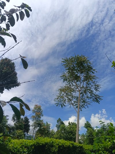 A vertical shot shows a blue sky scattered with thin, white clouds above a lush, green landscape. A tall, slender tree with feathery leaves dominates the center. Various other trees and shrubbery of different heights and shades of green fill the scene below. Branches with broad, dark leaves frame the top left corner, adding depth to the composition. The image captures a sense of tranquility and natural beauty.