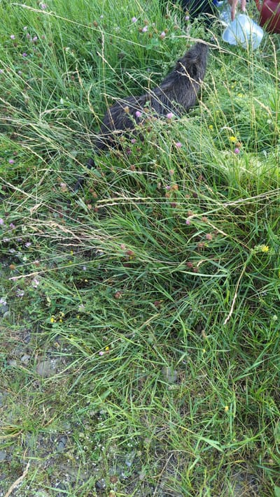 An adult nutria, identified as a male based on observed reproductive organs, is lying on its side in tall green grass interspersed with small purple and yellow wildflowers. The animal's fur is dark brown and appears wet. Its head is turned away from the camera. To the upper right of the frame, a human hand is visible, holding a clear plastic container. A red plastic container is also partially visible in the background. The ground beneath the grass is composed of small gray pebbles and dirt. The overall setting appears to be a natural, outdoor environment, consistent with the rural landscape surrounding the city of Drahasymiv, Ukraine.