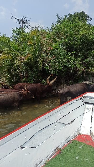 The image depicts a daytime scene in Bwishyura, Rwanda, featuring a body of water bordered by dense vegetation. In the midground, a minimum of four dark brown cattle are standing partially submerged in the light brown water. One prominent cow on the left displays large, lyre-shaped horns, while another in the center exhibits exceptionally long, upward-curving horns. Water splashes around the animals suggest recent movement. The background consists of lush, green tropical foliage, including trees and palm-like plants, with a distinct, bare, skeletal tree rising above the canopy on the left against a partly cloudy blue sky. In the foreground, the upper side of a boat, painted white with red trim along its edges and visible paneling, occupies the lower right quadrant. A patch of green material, possibly artificial turf, is visible at the extreme bottom right corner of the boat structure.