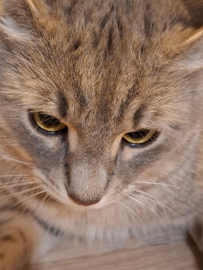 A close-up, high-angle shot shows the face of a gray tabby cat looking downwards. The cat has yellow eyes and dark tabby markings on its forehead and cheeks. The fur is a mix of gray, brown, and black. The background is a blurred wooden surface. No specific location in Zemun Urban Municipality, Serbia can be determined from the image.