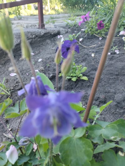 The image shows a close-up view of purple flowers in a garden bed. The flowers are out of focus, with the closest one appearing blurred. The ground is covered in dark soil, with scattered pink petals. In the background, there is a metal railing and green foliage. The scene appears to be outdoors, possibly in a residential garden. There is no visible indication of the city of Novoselivka, Ukraine.