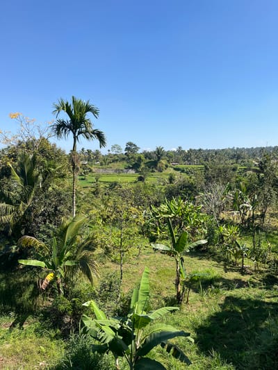 The image depicts a lush green landscape with abundant vegetation under a clear blue sky. The foreground is dominated by various tropical plants, including banana trees with their large, broad leaves and a tall palm tree. The midground reveals a terraced landscape, likely rice paddies, showing vibrant green hues, interspersed with more trees and foliage. In the distance, a rolling hills landscape is visible, covered in dense tropical vegetation and scattered palm trees. Several small structures, possibly rural dwellings or sheds, are faintly visible amidst the greenery. The scene conveys a sense of a rural, tropical environment, consistent with the location of Tetebatu, Indonesia, known for its rice terraces and natural beauty. There are no people or animals visible in the image, and no apparent actions or interactions are taking place. The lighting suggests it is daytime, with shadows indicating the sun's position.