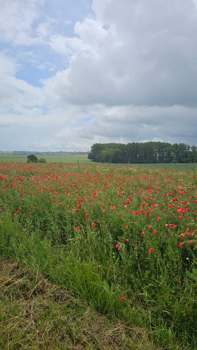 The image displays a serene rural landscape, featuring a sprawling field abundant with red poppies and green grass. The field occupies the majority of the frame, stretching from the foreground into the distant horizon. Vibrant red poppy flowers are profusely scattered throughout the lush green growth, creating a vivid contrast. On the right side of the foreground, there are patches of drier, brownish grass, possibly indicating a field edge or path.

In the middle ground, a distinct, long line of tall, dark green trees forms a natural boundary, separating the poppy field from the sky. Beyond this tree line, faint hints of distant fields or terrain are visible under a soft haze. The sky, which fills the upper portion of the image, is partly cloudy, characterized by large, soft grey and white clouds with visible patches of light blue. The lighting suggests it is daytime. No individuals or man-made structures are prominently featured, emphasizing the natural beauty of the scene. There is no visible text in the image. The setting evokes the peaceful ambiance of the countryside, consistent with the provided location context of Walcourt, Belgium.
