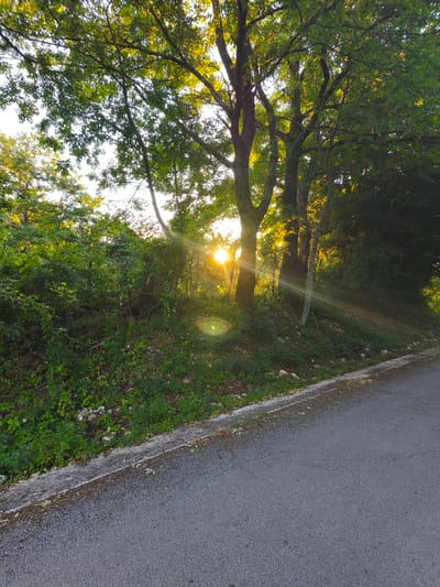 A paved road runs diagonally from the lower right to the middle left of the frame. The road is bordered on the left by a grassy embankment covered in green foliage and scattered rocks. Beyond the embankment, a dense growth of trees forms a lush green canopy, with the sun shining through the leaves, creating a lens flare and rays of light. The sun appears to be low in the sky, suggesting either sunrise or sunset. The scene is natural and untamed, with no signs of human activity or structures. The environment is consistent with the rural setting of Campochiaro, Italy.