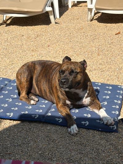 A brindle-colored dog is sleeping on a blue cushion with white anchor patterns. The dog is curled up, with its eyes closed and its head resting on its paws. Its fur is striped with shades of brown and black, and it has white markings on its paws and chest. The cushion is placed on a surface of small, light-colored gravel. In the background, partially visible, are white outdoor chairs and a shadow cast by them. The scene appears to be outdoors, likely in a sunny location given the strong shadows. The time of day seems to be midday or afternoon due to the harsh sunlight. The overall atmosphere is peaceful and relaxed, with the dog appearing to be in a deep sleep. The presence of outdoor furniture and the gravel suggests a patio, garden, or poolside setting. No visible text is present in the image.