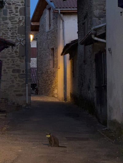 A grey cat with bright yellow eyes sits in the middle of a narrow, unpaved alleyway in the town of Saint Antoine l'Abbaye, France. The alley is flanked by stone buildings, some with tiled roofs. A warm yellow light emanates from an unseen source, illuminating the textured stone walls and casting shadows. The sky above is a dark twilight blue. The scene is still and quiet, with no other living beings visible. The cat appears to be the sole subject in the dimly lit environment.