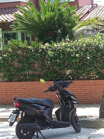 This media file depicts a black scooter parked on a paved area next to a brick wall. Behind the wall, a dense green hedge with small white flowers forms a backdrop, topped by a mature palm tree with lush fronds. The scene is set against a building with a terracotta tiled roof.

The scooter is the primary object in the foreground. It is a modern-looking scooter with a black seat, black body panels, and a visible license plate that reads "B5593 NDW". A reflection of the palm tree is visible on the scooter's body. The scooter is positioned on a sidewalk or paved area, with a tree trunk visible on the right side of the frame.

The setting suggests an outdoor environment, likely a residential or commercial area given the building and landscaping. The bright lighting and the shadows cast indicate that it is daytime, and the lush greenery suggests fair weather. The overall mood is peaceful and still, with no people present. The location context provided places the scene in Banyoles, Spain.