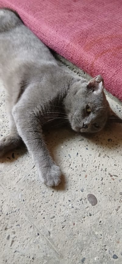 A gray cat lies on a speckled concrete floor next to a pink fabric. The cat is positioned on its left side, with its head turned towards the right. Its eyes are partially closed, and its mouth is slightly open. The cat's paws are splayed out, with the right paw closer to the viewer and resting on the concrete. The pink fabric is textured and appears to be a rug or blanket. The concrete floor shows variations in color and contains small pebbles. The image is taken from a slightly elevated angle, looking down at the cat. There is no visible indication of the location being in Charshanba, Uzbekistan.