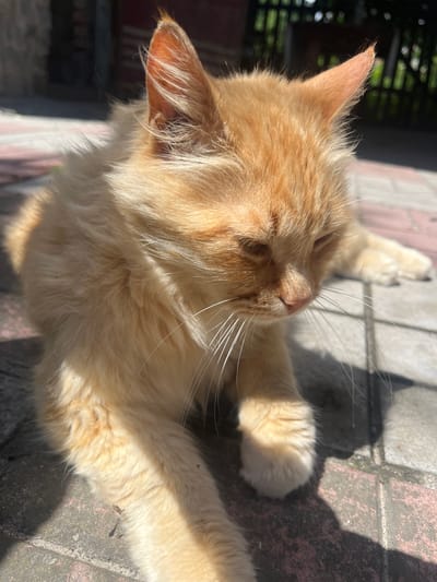 An orange tabby cat is lying down on a paved outdoor surface that appears to be a patio or walkway. The cat's fur is a light orange color and appears somewhat fluffy. The cat is facing to the right of the frame, with its head tilted downwards and its eyes partially closed. Sunlight is casting shadows across the cat and the ground, indicating it is daytime. The background shows some greenery and a fence, suggesting an outdoor setting such as a backyard or garden. The paving stones are a mix of colors, with some appearing reddish-brown and others grey. There is no indication of the city of Vasylkiv, Ukraine within the image itself.