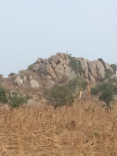 The image depicts a rural landscape near the city of Jibilik, Nigeria, characterized by natural geological and botanical features. The upper portion of the frame is dominated by a pale, overcast sky. Below this, a prominent formation of light-colored, rounded boulders or rocks rises, forming a rocky outcrop or hill. Sparse green foliage, consistent with small trees or bushes, is interspersed among the rocks and growing from crevices. The lower half of the image features an expanse of dry, withered vegetation, primarily brown and yellow stalks consistent with harvested crops or dense dry grass. A few isolated small green trees are visible in the middle ground, separating the dry field from the rocky hill. No human subjects, animals, or man-made structures are visible within the frame. The scene is static, showing no discernible actions or interactions.
