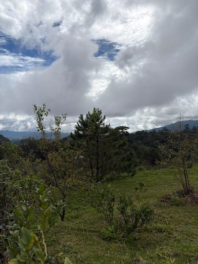The image depicts a natural landscape under a cloudy sky, likely in the region of Ban Khun Wang, Thailand. In the foreground, lush green grass covers the ground, with several small bushes and shrubs scattered throughout. One prominent shrub, located to the left, features many small green leaves. Further into the midground, a tall, slender pine tree stands out with its dark green needles. Behind this, a dense forest stretches across rolling hills, with the silhouettes of distant mountains visible in the background. The sky is filled with a mix of heavy, gray clouds and patches of bright blue sky, suggesting dynamic weather conditions. No people or animals are visible in the scene. The environment is characterized by its verdant vegetation and hilly terrain, typical of a rural or mountainous area.