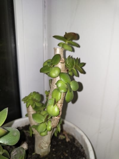 A jade plant's thick, horizontal stem sits in a white pot filled with dark soil. Plump, glossy green leaves sprout along the stem, casting shadows on the white surface below. Some leaves have tinges of red. The plant appears to be in a well-lit indoor location.