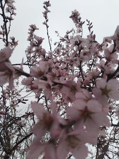 The image displays a close-up, low-angle view of numerous light pink blossoms covering the branches of a tree, set against an overcast light grey sky in Limbur, Uzbekistan. The flowers exhibit five petals and appear to have small droplets of moisture on their surfaces. Bare, dark brown branches are visible, supporting the dense clusters of blooms and extending towards the upper frame. Foreground blossoms are out of focus, creating a blurred effect, while the mid-ground flowers are in sharper detail. No discernible individuals, animals, or artificial structures are present in the scene.