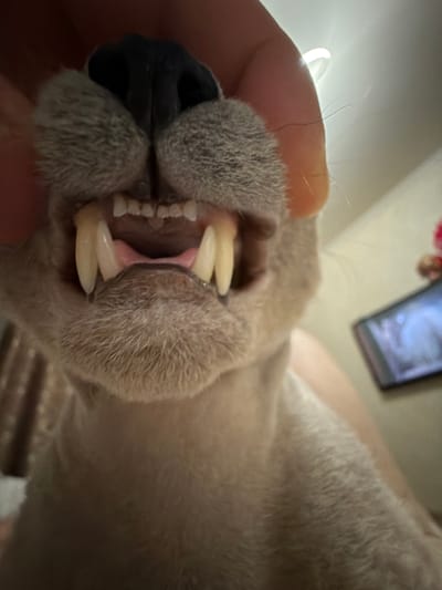The image is a close-up, low-angle shot of a cat's mouth, with its teeth and gums visible. The cat's tongue is visible as a pinkish-red surface. A finger is holding the cat's lips back, revealing the teeth. The cat's fur is light brown and appears to be short. The background is blurred and out of focus, with what appears to be a light-colored wall or ceiling and possibly a piece of furniture. There is also a small, rectangular object with a blurry image on it in the background. The scene appears to be indoors, in a domestic setting. There is no identifiable information within the image to suggest a location in Bobrovo, Russia.