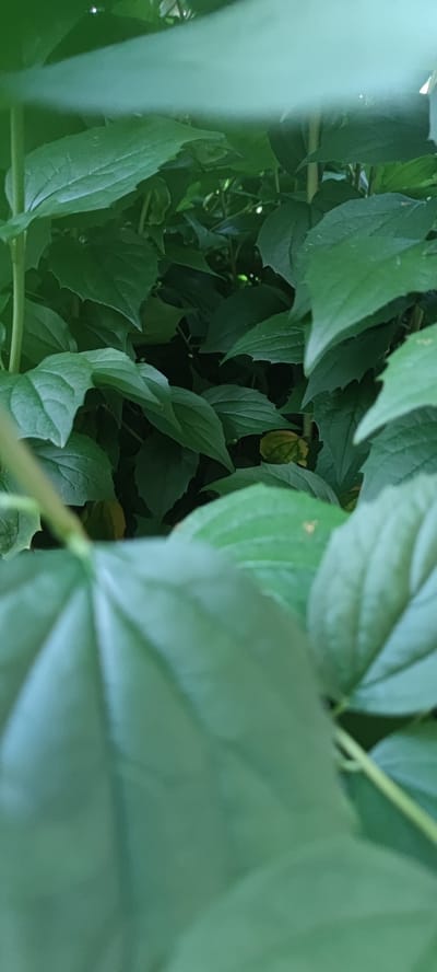 The image is a close-up, shallow depth of field photograph of lush green foliage. The leaves are the primary subject, with some appearing in sharp focus in the foreground and middle ground, while others are blurred. The color palette is dominated by various shades of green, suggesting a natural outdoor environment. Some lighter, almost translucent leaves are visible at the top of the frame, possibly indicating overhead light filtering through. There are hints of yellow or pale green within the foliage, which could be developing seed pods or the undersides of leaves. No people, animals, or man-made objects are clearly visible. The overall impression is one of dense, verdant plant life. There is no information in the image that indicates a specific location within Liebenburg, Germany.