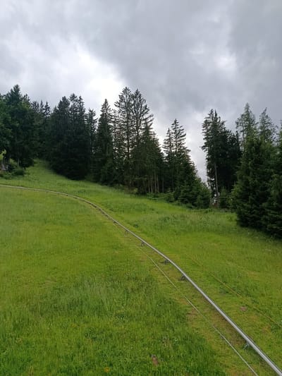 The image shows a view of a mountain coaster track winding through a grassy slope, with a dense forest of evergreen trees in the background. The sky is overcast with gray clouds. The mountain coaster track consists of metal rails supported by posts, and appears to be inactive. The grass on the slope is lush and green, with some wildflowers scattered throughout. The forest is composed of tall, mature evergreen trees, creating a dark and dense canopy. The overall scene suggests a natural outdoor environment, possibly a tourist attraction or recreational area. The location is identified as Hallein, Austria.