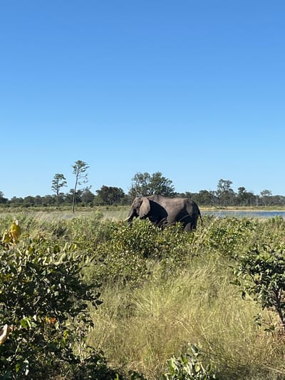 The image shows an elephant in the Khwai region of Botswana. The elephant is partially obscured by vegetation, including tall grass and bushes. A line of trees is visible in the background, likely along a waterway. The sky is clear and blue. The scene appears to be a natural environment within the Khwai region.
