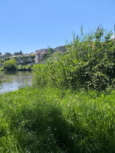The image depicts a tranquil scene in Chézenas, France. A body of water, likely a river or a large pond, is visible, with reflections of the sky and nearby buildings. The foreground is dominated by lush green grass, reeds, and thick vegetation, suggesting a natural, possibly wild, area along the waterway. In the background, a row of buildings with red-tiled roofs is visible, characteristic of French architecture. These structures line the opposite bank of the water, indicating the edge of the town. The sky is clear and blue. The overall impression is one of a peaceful natural setting in an urban area.
