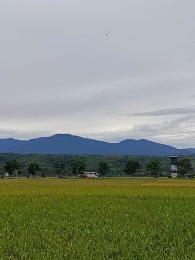 A wide shot captures a serene landscape in Keude Ulim, Indonesia, featuring a lush green rice field in the foreground. In the middle ground, a line of trees runs horizontally across the frame, with a road passing behind them. A white bus with red and black stripes is parked on the road, along with a few cars and motorcycles. A tall, dark structure, possibly a water tower or observation post, stands to the right of the trees. The background is dominated by a range of majestic blue mountains, their peaks softened by a hazy sky. A flock of small birds is visible in the sky, scattered in the distance. The overall atmosphere is peaceful and rural.